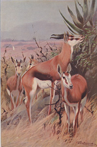 Springbuck Springbok